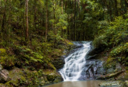 Kondalilla Falls景点图片