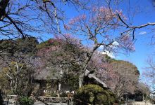 京王百草園景点图片
