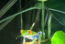 Monteverde Frog Pond景点图片