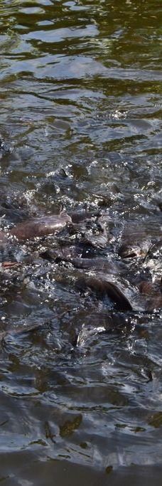 千手观音庙-苏梅岛