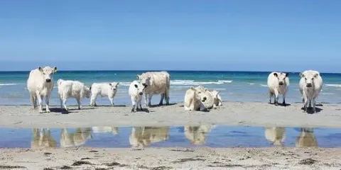 Eskebjerg Vesterlyng
