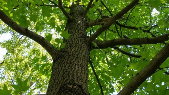 Alghareeb Tree
