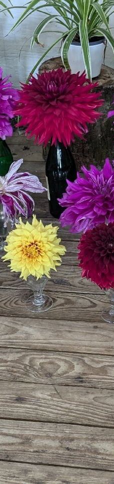 Vingaarden, Lille Gadegaard ( Vineyard )-阿克尔科拜