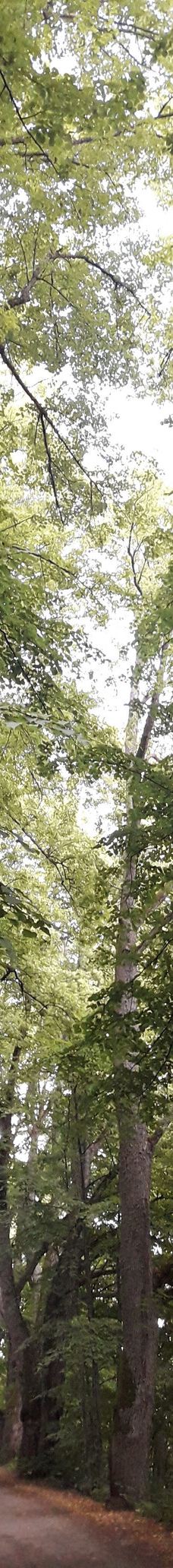 Kuusisto Bishop's Castle-卡里纳