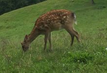 Wild- und Freizeitpark Westerwald景点图片