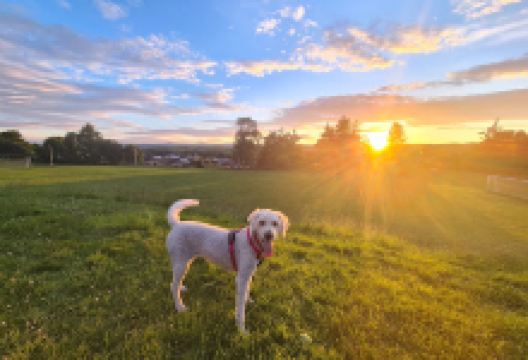 Playground Howwood Park景点图片