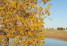 Rowlett Community Park景点图片