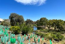 Isabella Williams Memorial Reserve景点图片