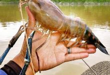 crazy fisher sekura景点图片