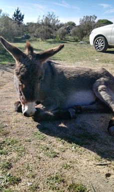 Cerro Venado-坦迪尔
