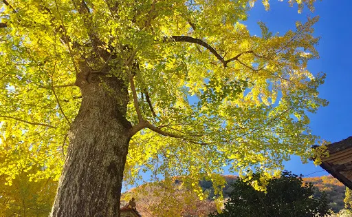 甘南備寺