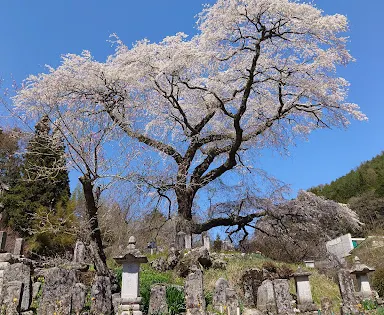 黒船桜