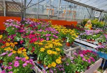 Queux Plant Centre购物图片