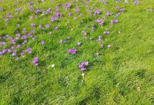Roseacre Nursery购物图片