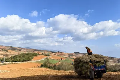 多依树观景台