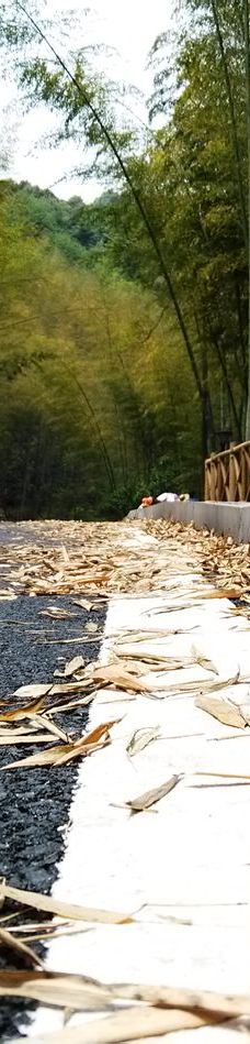 宣汉县峨城竹海公园-宣汉