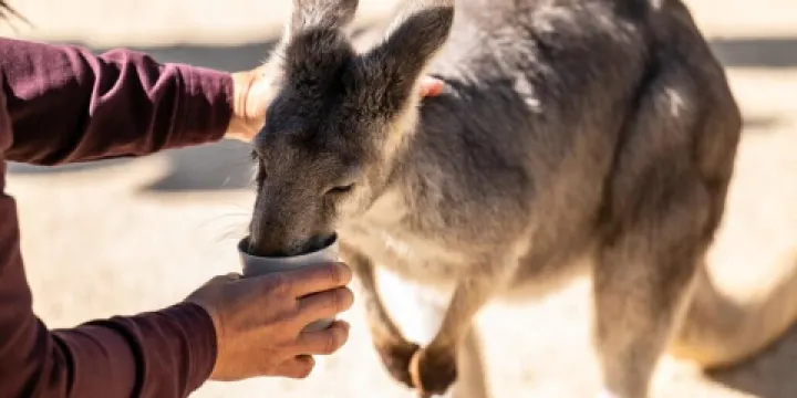 費瑟戴爾野生動物園