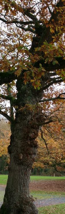 Parc des Gayeulles-雷恩