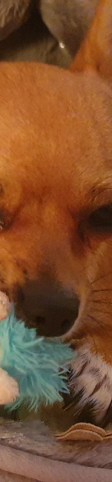 FestungsBahn-萨尔茨堡