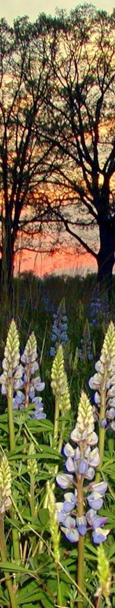 Rouge Park-底特律