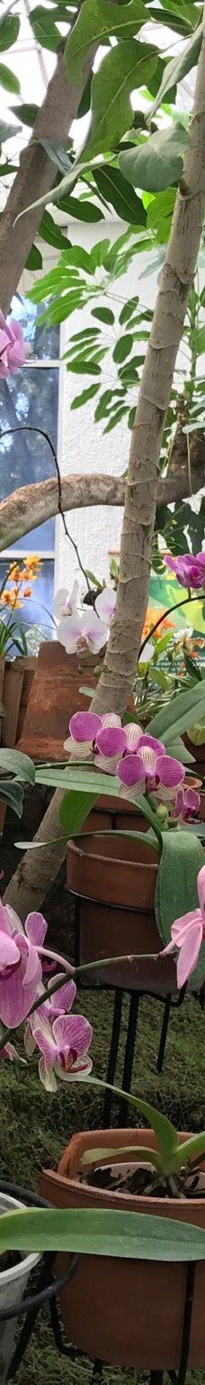 Orquidario de Morelia-莫雷利亚