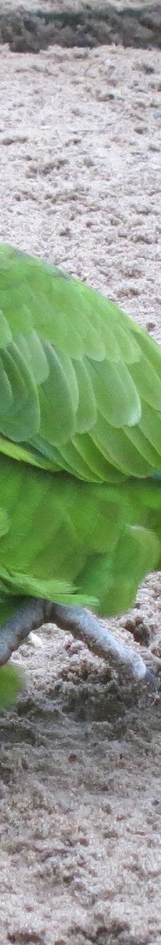 Vogelpark Niendorf-蒂门多尔费尔斯特兰德