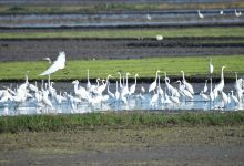 Candaba Bird Sanctuary景点图片