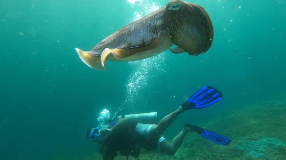 Omanta Scuba Diving Academy
