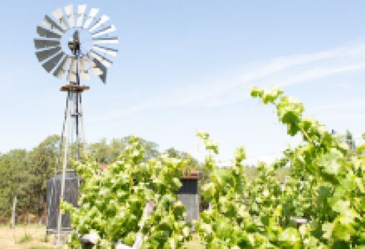 Domaine Pouillon景点图片