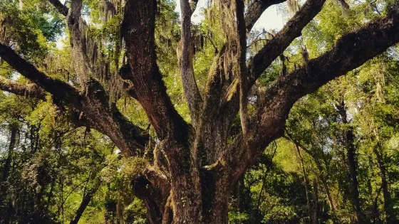 Village Point Park Preserve