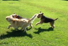 Fetch Dog Park景点图片