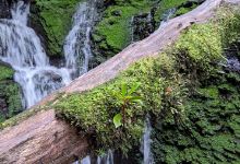 Adamsons Falls景点图片