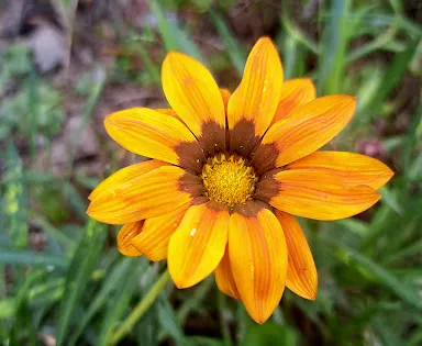 Garden Route Botanical Gardens