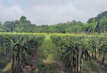 ড্রাগন গার্ডেন景点图片