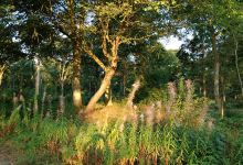 Great Wood and Dodd's Grove景点图片