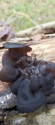 Svanninge Bakker-福堡