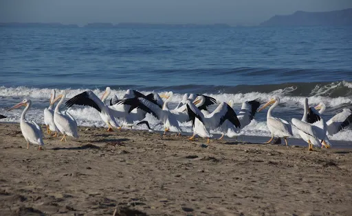 McGrath State Beach