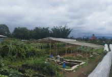 Pembibitan Rama Putra Kepala Suku景点图片