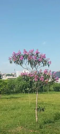 Park Gabriel Chucre-巴鲁埃里