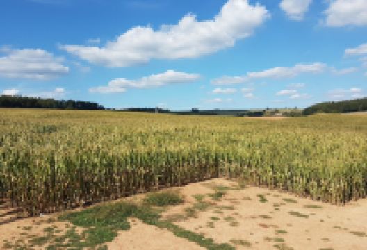 Maislabyrinth Familie Keßler景点图片
