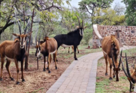 Intaba Indle 244景点图片