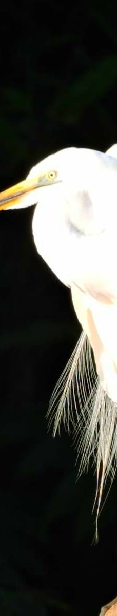 京那巴当岸河-基纳巴唐岸