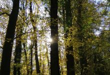 Forêt de Marly Foret de Marly景点图片