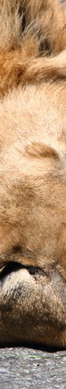 Öland Zoo and Amusement Park-默尔比隆阿