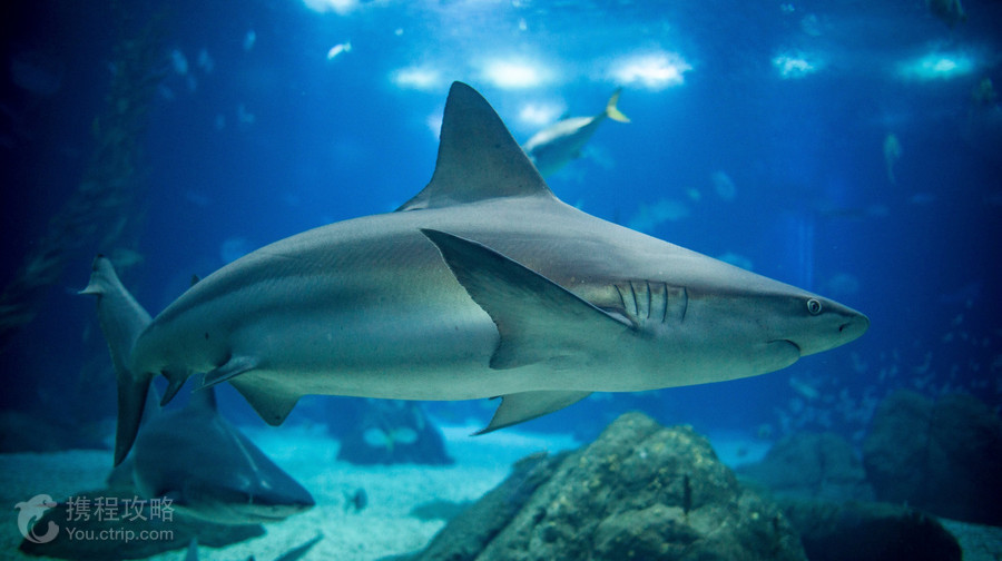 里斯本海洋水族館