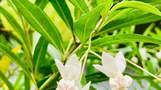 Glenloch Tea Factory