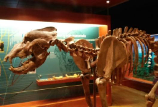 Museum Ladin Ursus ladinicus景点图片