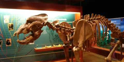 Museum Ladin Ursus ladinicus