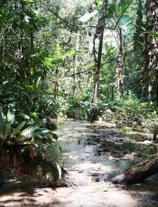 Cameron Highlands Jungle Trail No. 2-伯恩仓
