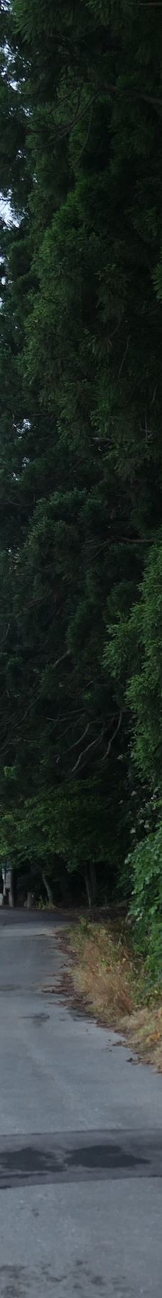 Cat's Shrine-高畠町